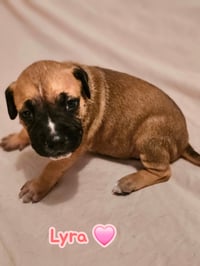 Lyra - stormie litter - Photo 1