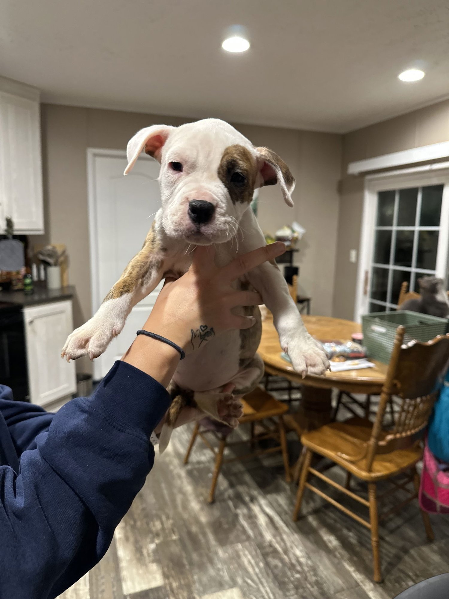 VIXEN - American Staffordshire Terrier available for adoption