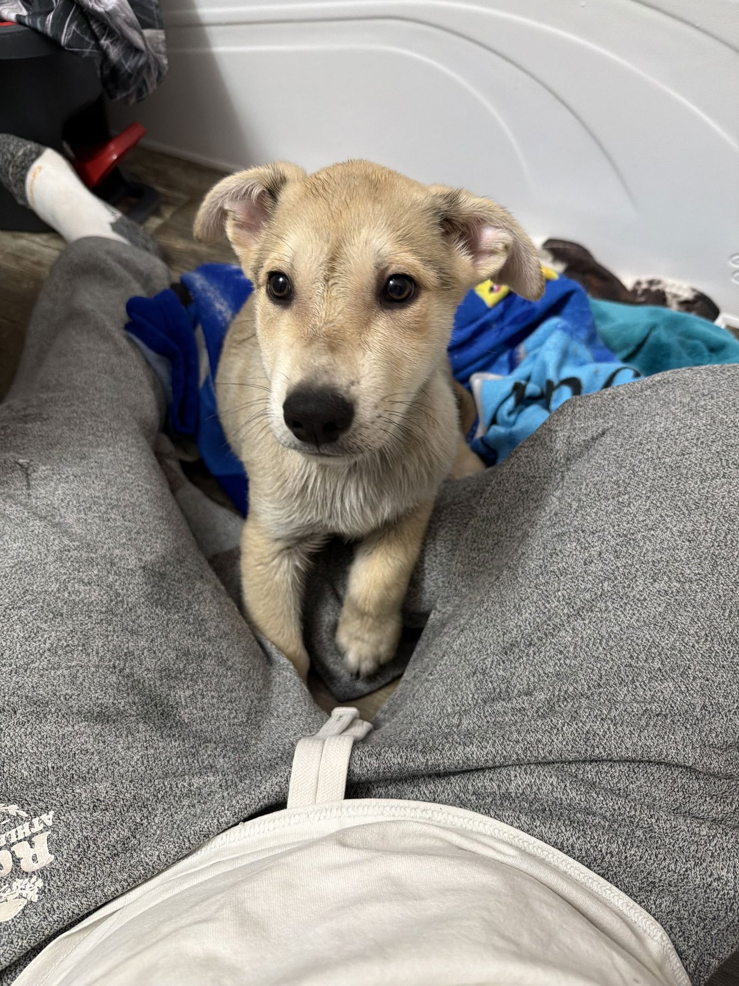 GEORGE MICHAEL - German Shepherd Dog available for adoption