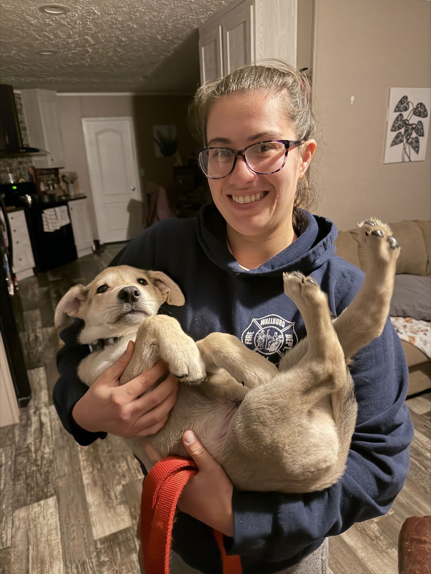 GEORGE MICHAEL - German Shepherd Dog available for adoption