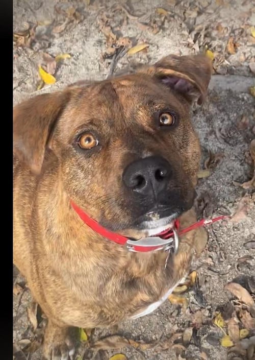 TIMMY - Hound available for adoption