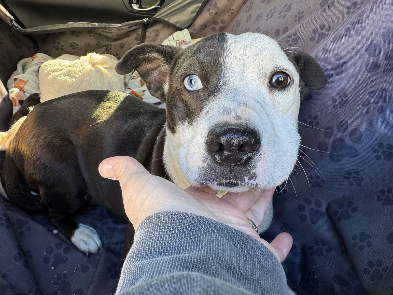 JOY - American Staffordshire Terrier / Terrier available for adoption