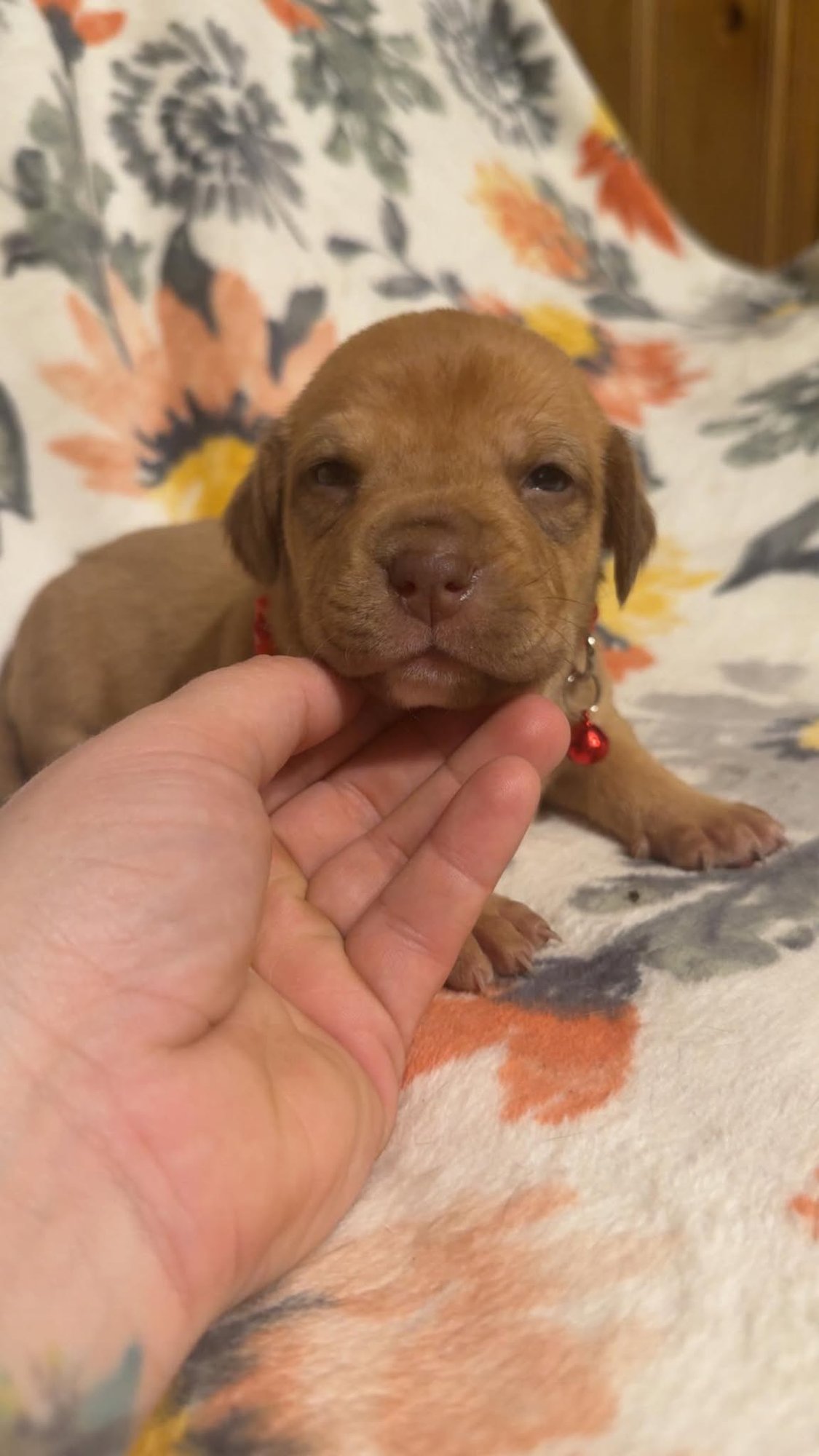 TEDDY-STELLA'S LITTER - Shepherd / Boxer available for adoption