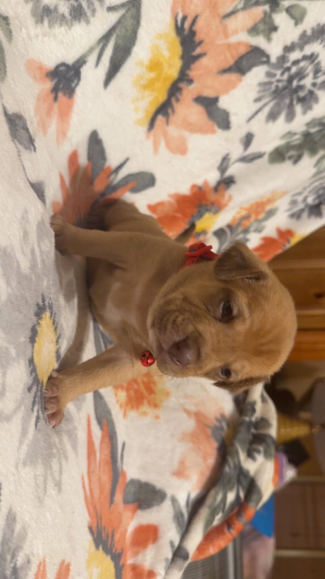 TEDDY-STELLA'S LITTER - Shepherd / Boxer available for adoption