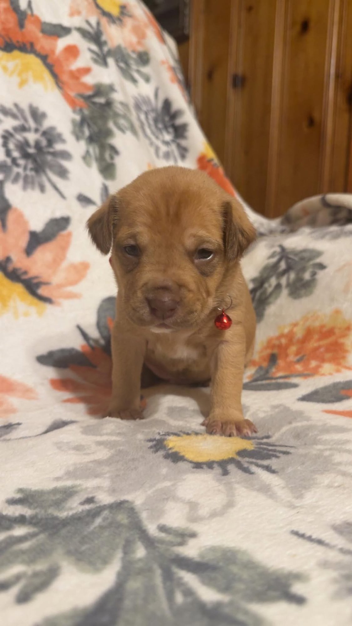 Teddy-Stella's Litter - Photo 3