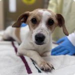 BILLIE - Chihuahua / Jack Russell Terrier available for adoption