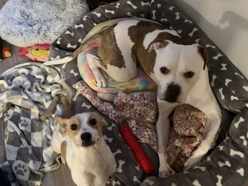 BILLIE - Chihuahua / Jack Russell Terrier available for adoption