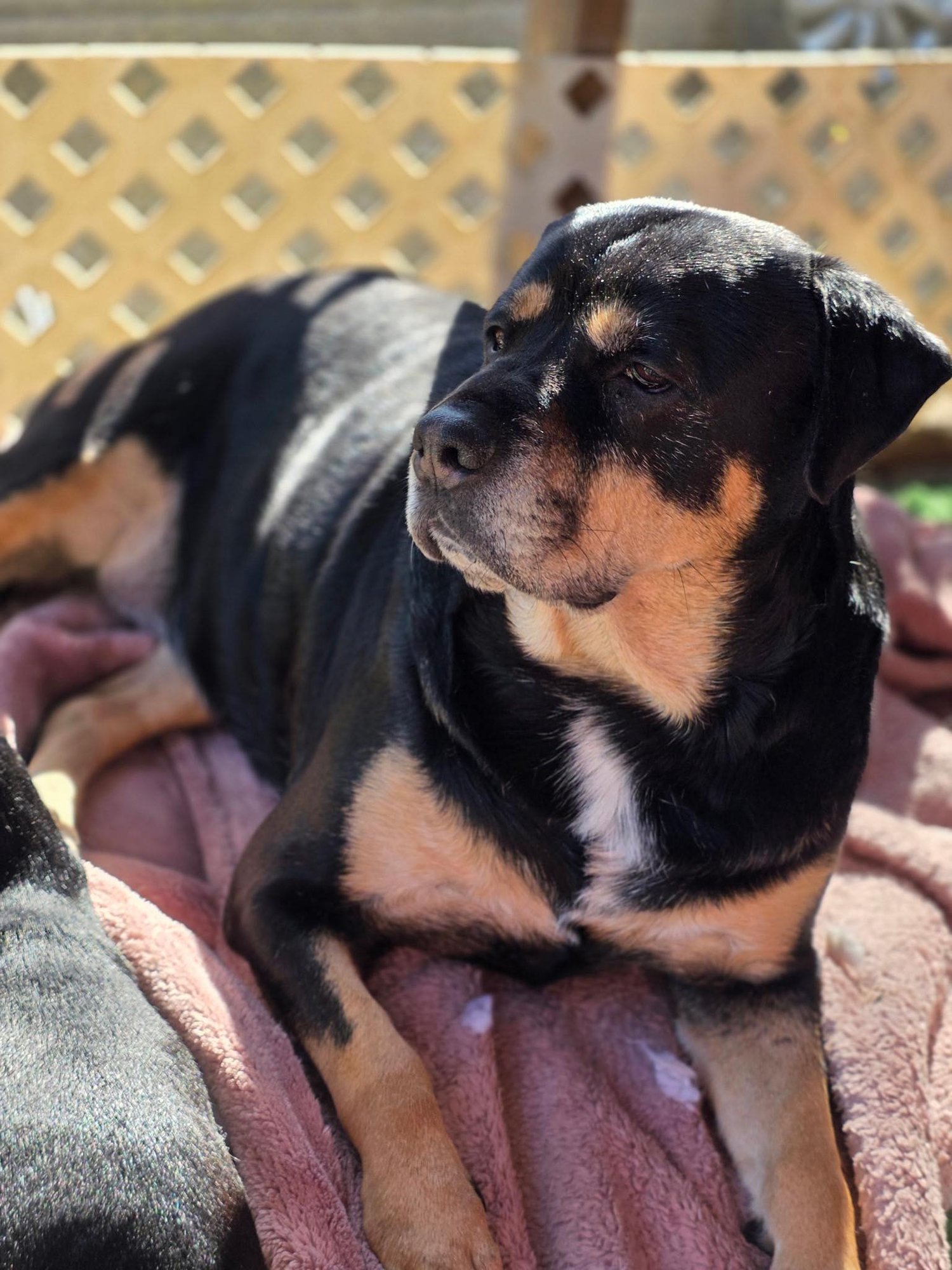 LADY GABBY - Rottweiler / Shepherd available for adoption