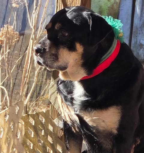 LADY GABBY - Rottweiler / Shepherd available for adoption