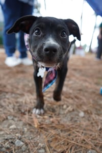 Sierra- Brynns litter - Photo 2