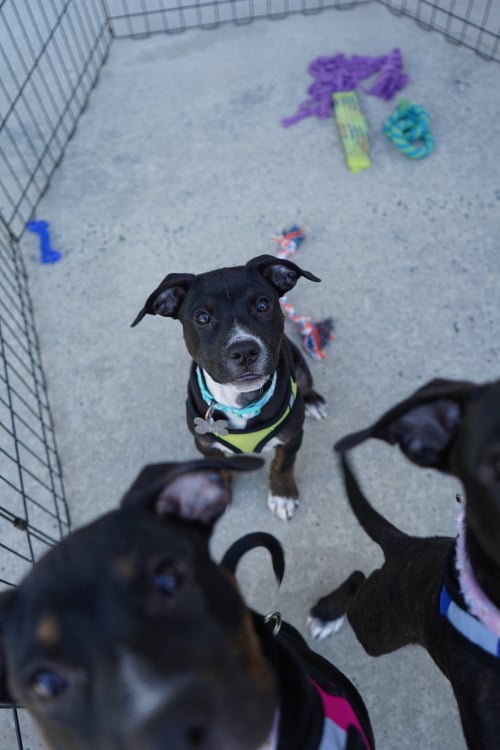 SIERRA- BRYNNS LITTER - American Staffordshire Terrier available for adoption