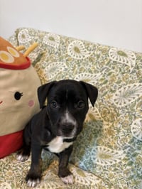 Sierra- Brynns litter - Photo 1
