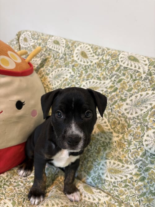 SIERRA- BRYNNS LITTER - American Staffordshire Terrier available for adoption