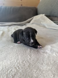 Sierra- Brynns litter - Photo 3