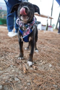 Sierra- Brynns litter - Photo 3