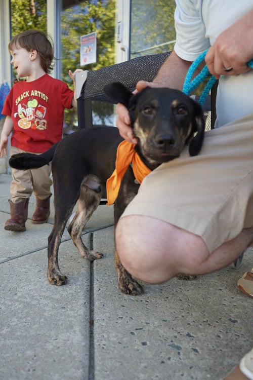 WOOD - LIFE OF A SHOWGIRL LITTER - Labrador Retriever / Golden Retriever available for adoption