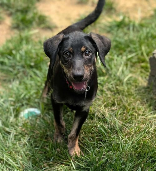 WOOD - LIFE OF A SHOWGIRL LITTER - Labrador Retriever / Golden Retriever available for adoption