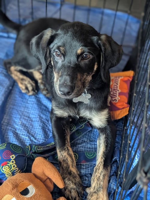 WOOD - LIFE OF A SHOWGIRL LITTER - Labrador Retriever / Golden Retriever available for adoption