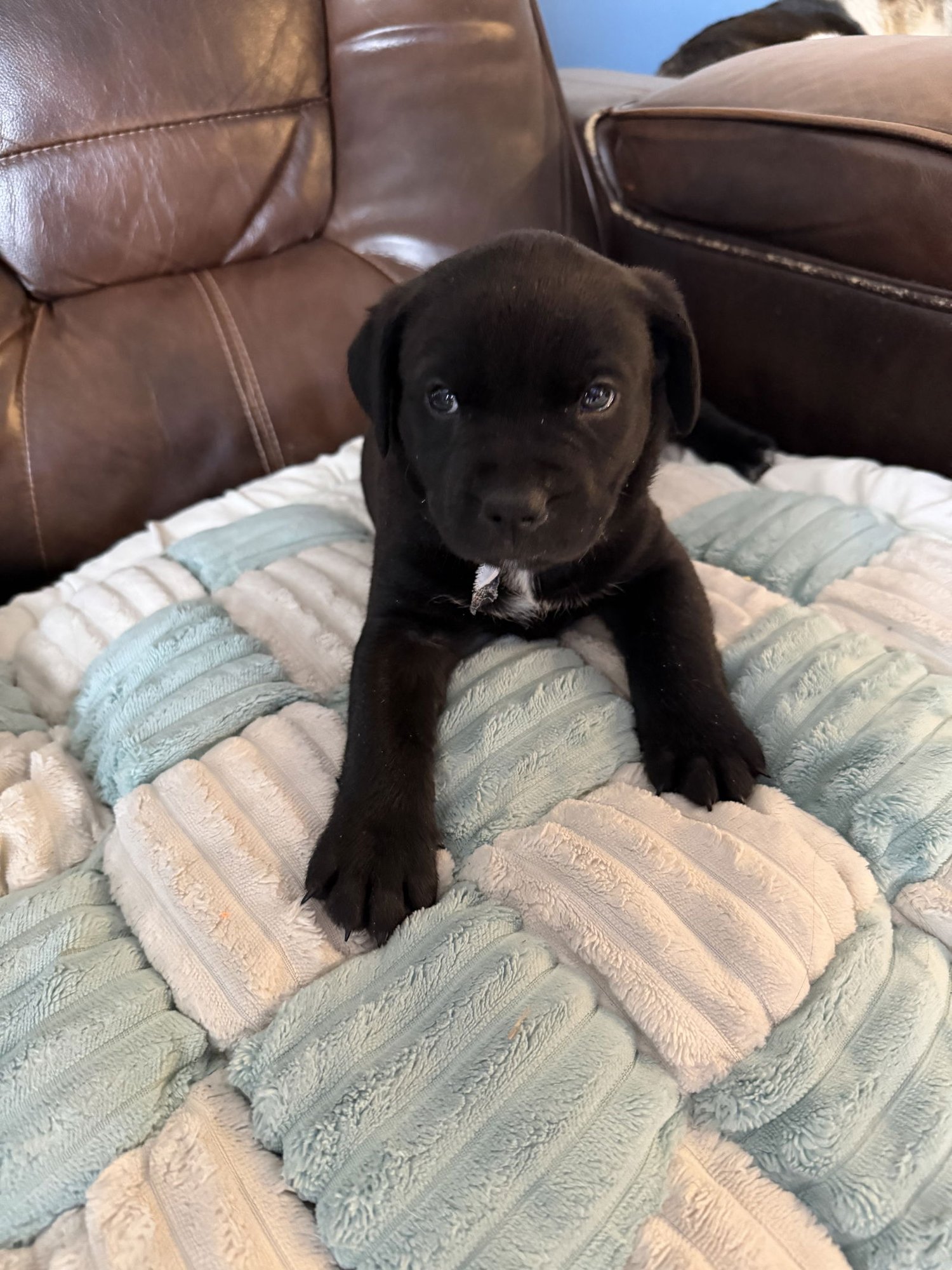 TURBO (DARLA'S LITTER) - American Staffordshire Terrier / Labrador Retriever available for adoption