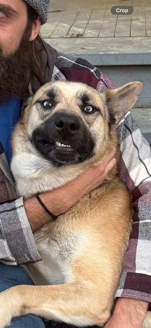 BIG PAPA - German Shepherd Dog / Husky available for adoption