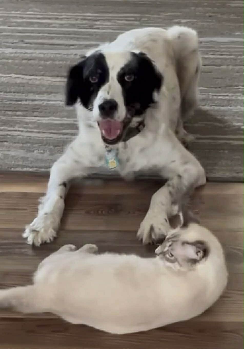 PANDA - Setter / Australian Cattle Dog/Blue Heeler available for adoption