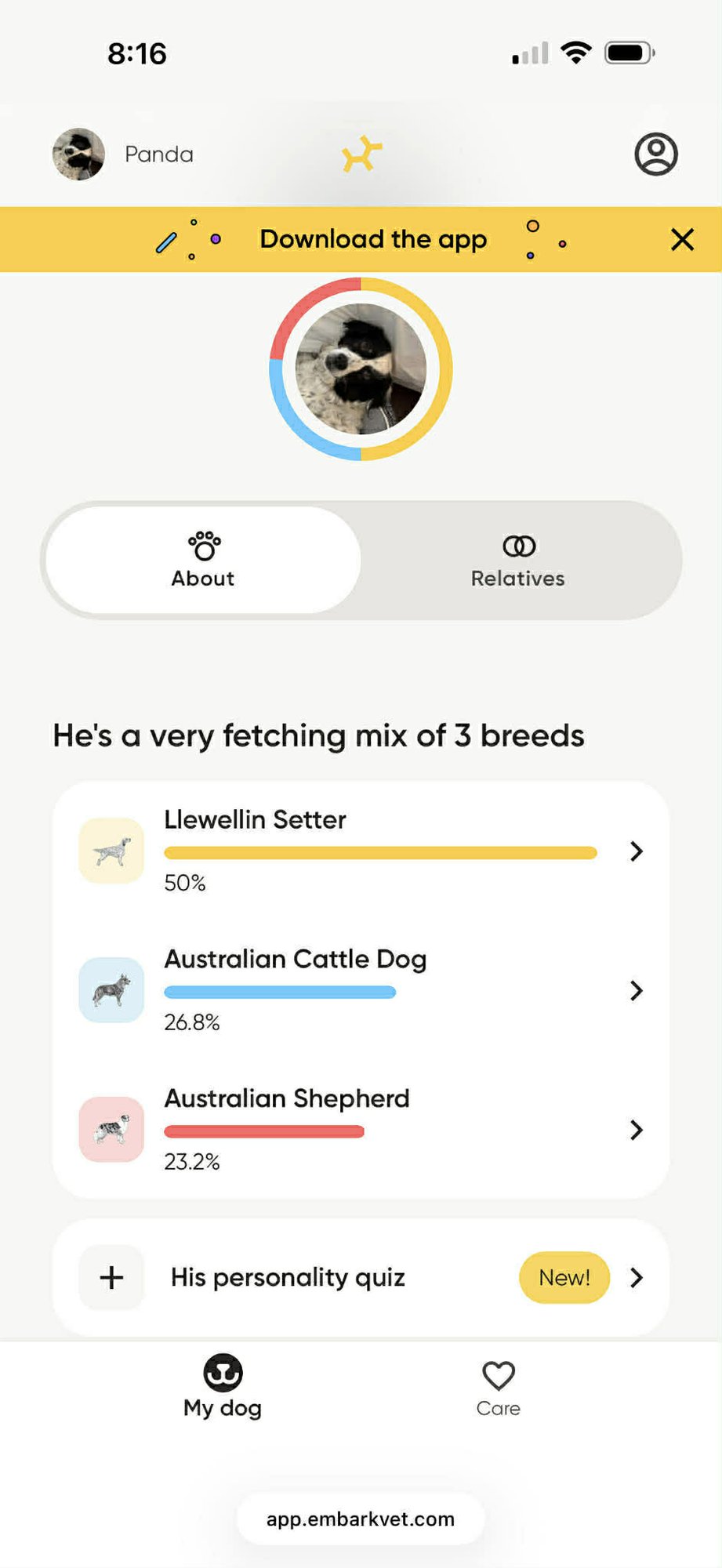 PANDA - Setter / Australian Cattle Dog/Blue Heeler available for adoption