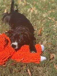 Hershey - Candy Litter (Trixie mom) - Photo 3