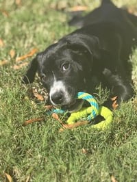 Hershey - Candy Litter (Trixie mom) - Photo 6