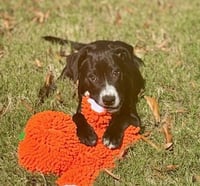 Hershey - Candy Litter (Trixie mom) - Photo 4