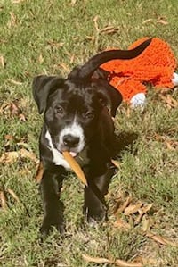 Hershey - Candy Litter (Trixie mom) - Photo 5