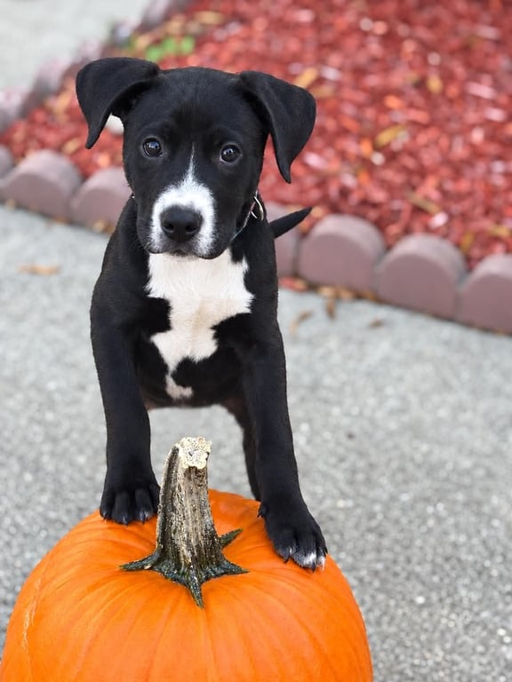 Hershey - Candy Litter (Trixie mom) Image
