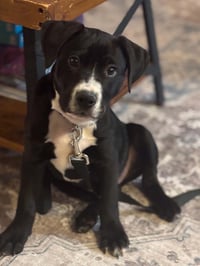 Hershey - Candy Litter (Trixie mom) - Photo 2
