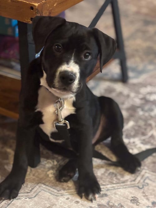 HERSHEY - CANDY LITTER (TRIXIE MOM) - Terrier / American Staffordshire Terrier available for adoption