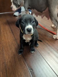 Hershey - Candy Litter (Trixie mom) - Photo 1