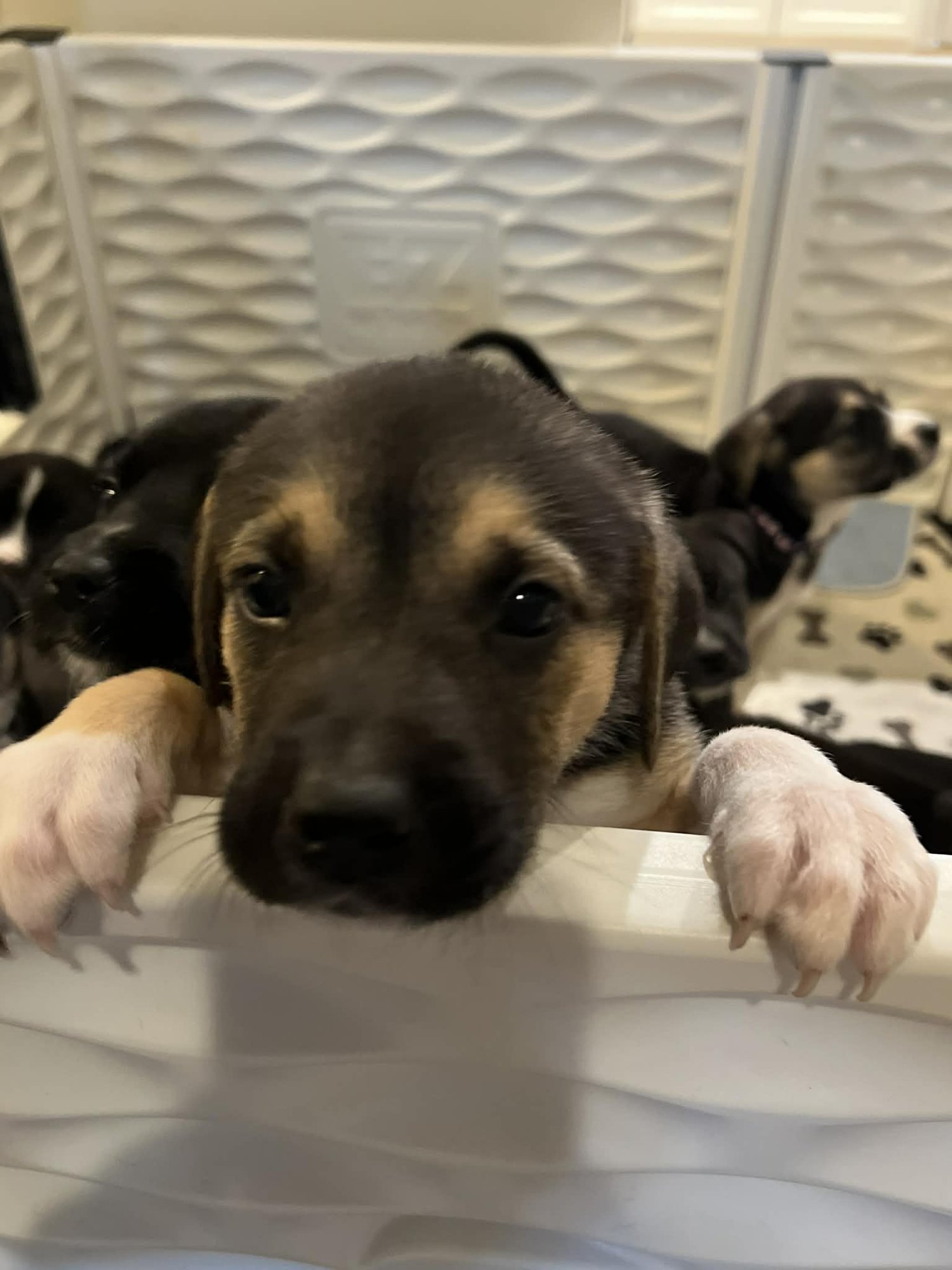 THORNE - FLOWER POWER LITTER - Labrador Retriever / American Pit Bull Terrier available for adoption