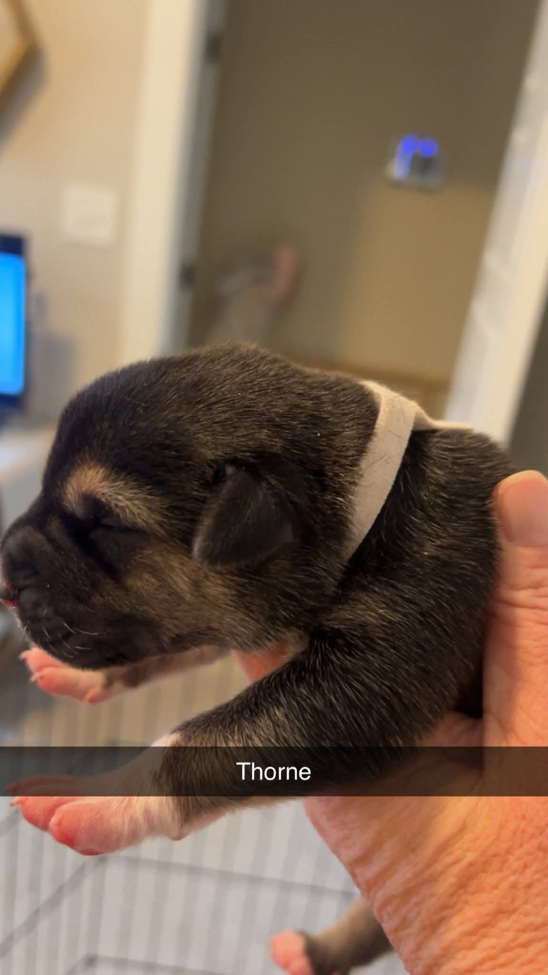 THORNE - FLOWER POWER LITTER - Labrador Retriever / American Pit Bull Terrier available for adoption