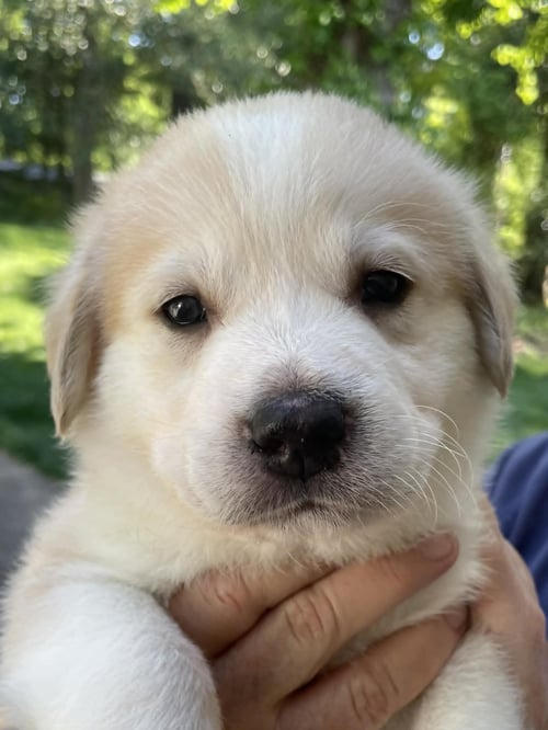 CHIEF - SWEETS LITTER - Shepherd / Husky available for adoption
