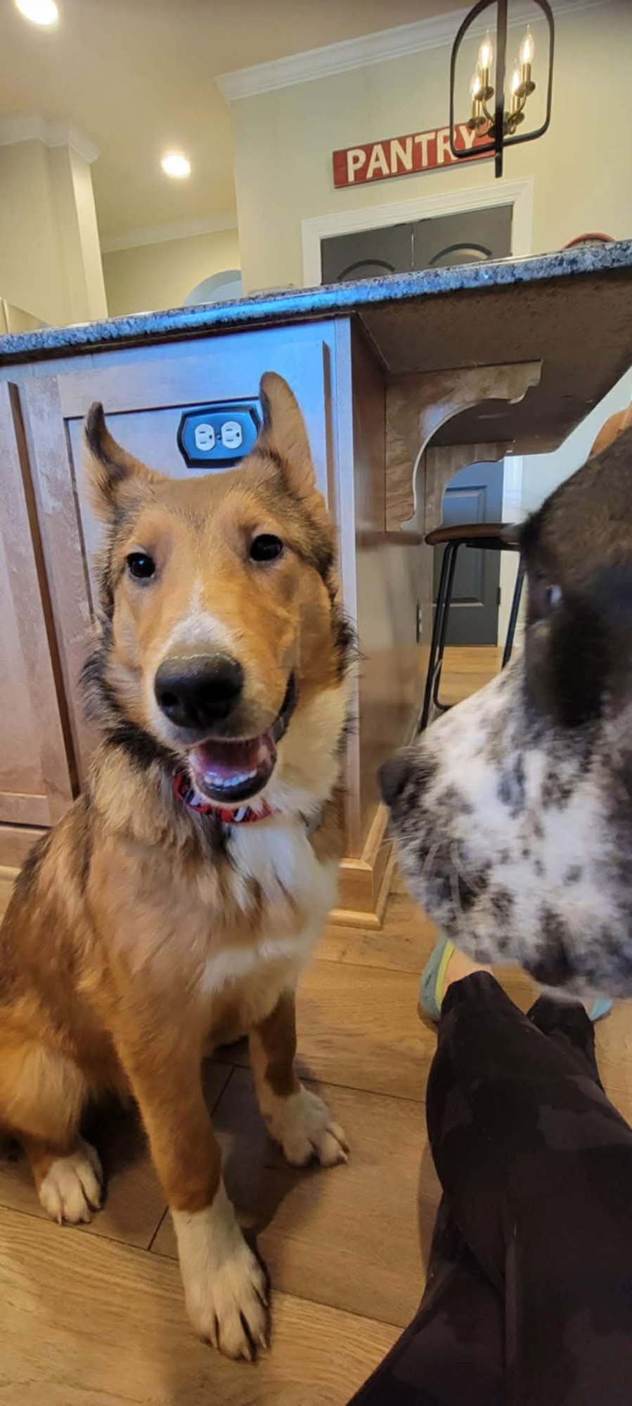 LEXI - Collie available for adoption