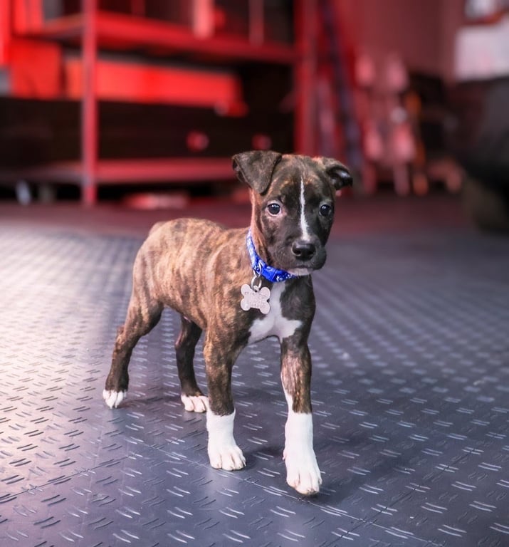 Maverick (Gatsbys litter) Image