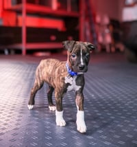 Maverick (Gatsbys litter) - Photo 1
