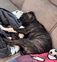 Maverick (Gatsbys litter) - Photo 2