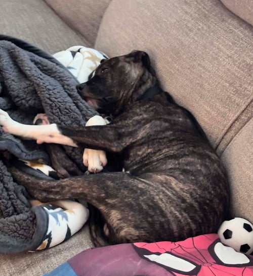 MAVERICK (GATSBYS LITTER) - American Staffordshire Terrier / Staffordshire Bull Terrier available for adoption