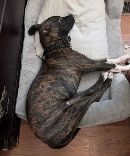 MAVERICK (GATSBYS LITTER) - American Staffordshire Terrier / Staffordshire Bull Terrier available for adoption