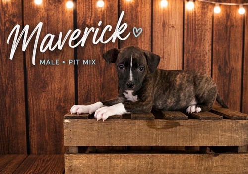 MAVERICK (GATSBYS LITTER) - American Staffordshire Terrier / Staffordshire Bull Terrier available for adoption
