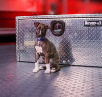 Maverick (Gatsbys litter) - Photo 3