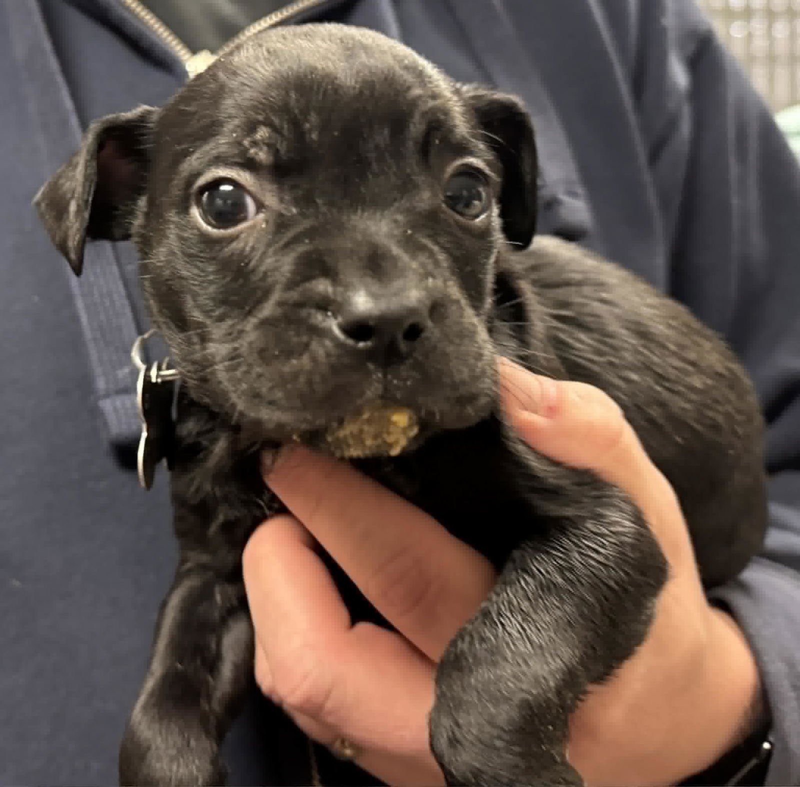 TOMMY-LITTLE TOMMY - Hound / Australian Cattle Dog/Blue Heeler available for adoption