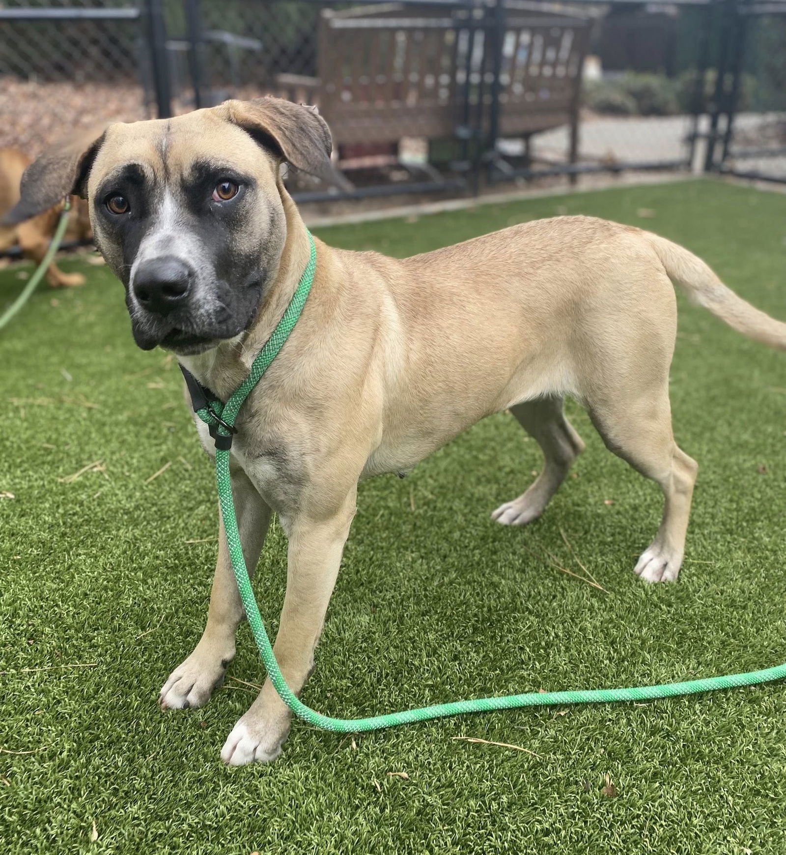 ANGELINA BALLERINA - Mastiff available for adoption