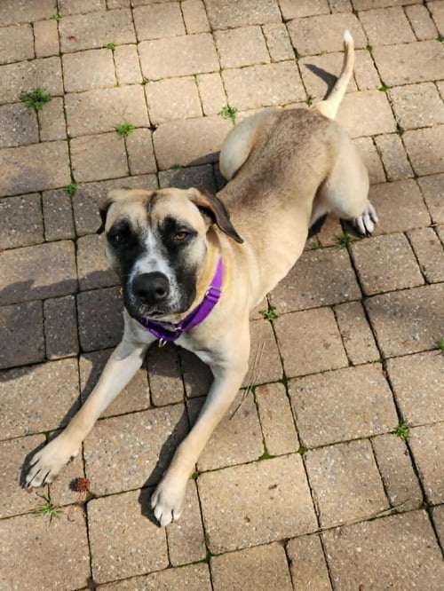 ANGELINA BALLERINA - Mastiff available for adoption