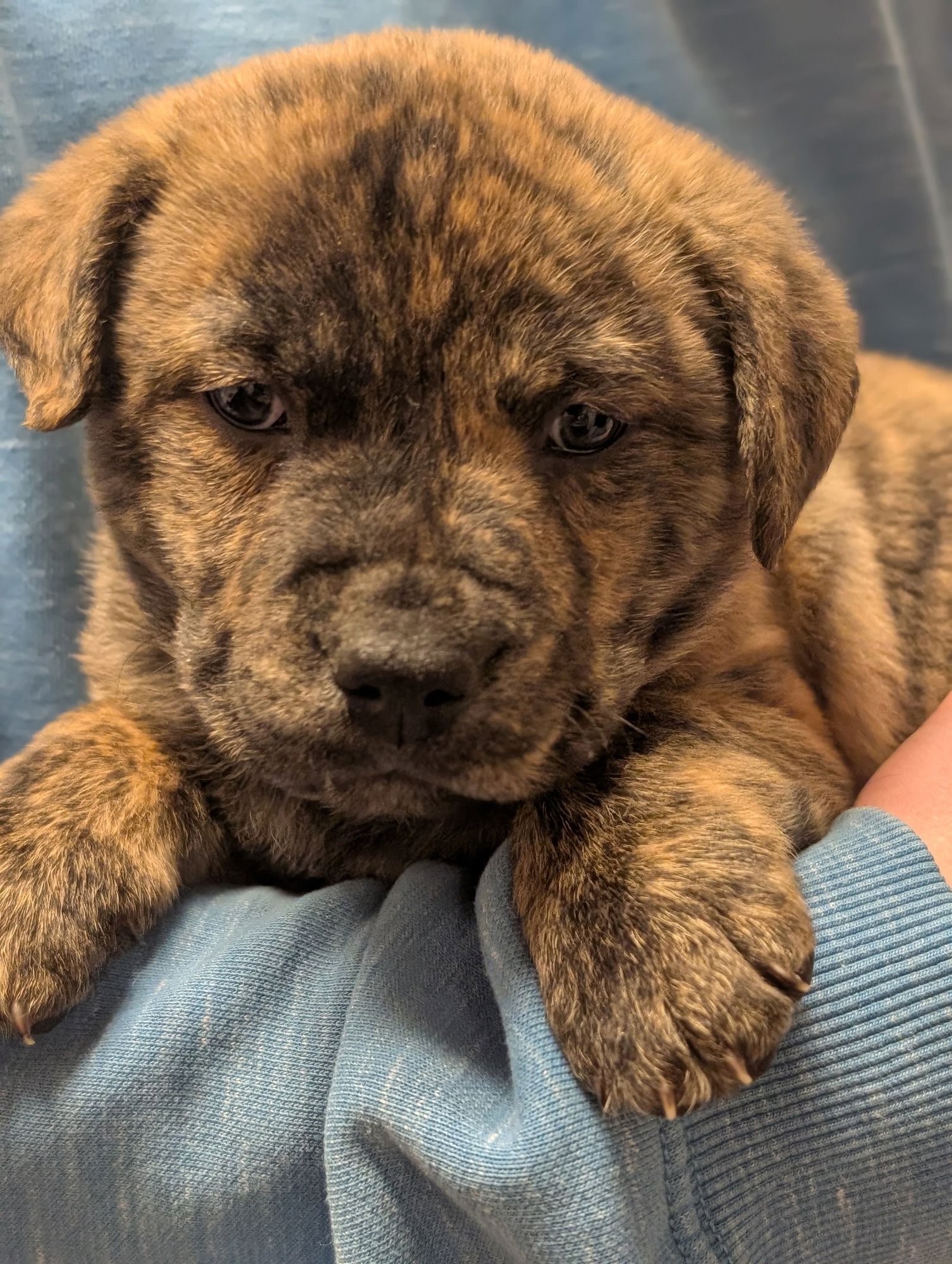 TANK (DARLA'S LITTER) - American Staffordshire Terrier available for adoption