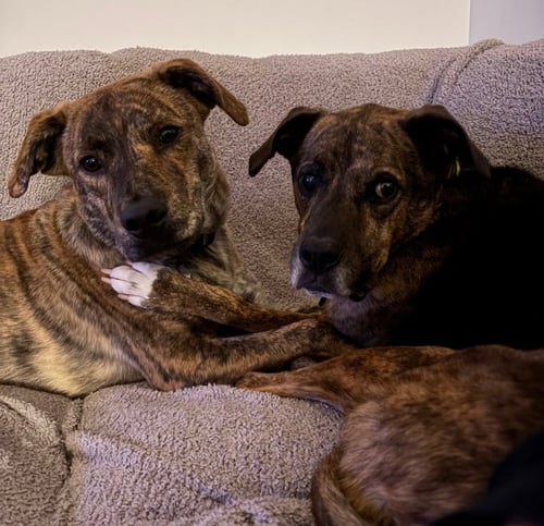 TANK (DARLA'S LITTER) - American Staffordshire Terrier / German Shepherd Dog available for adoption